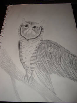 Sketchy Owl