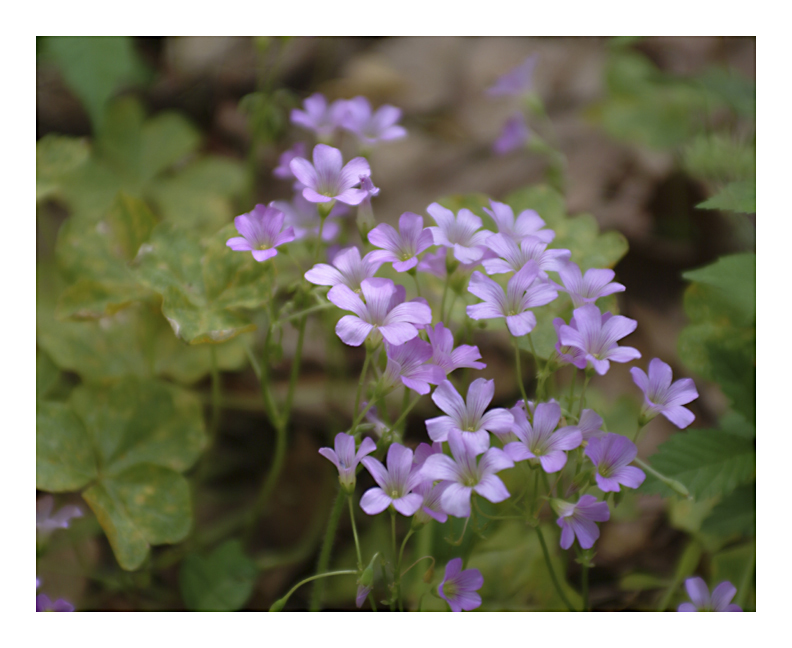 Wild Flowers