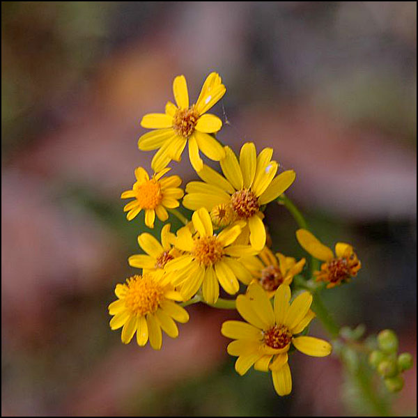 Yellowness...