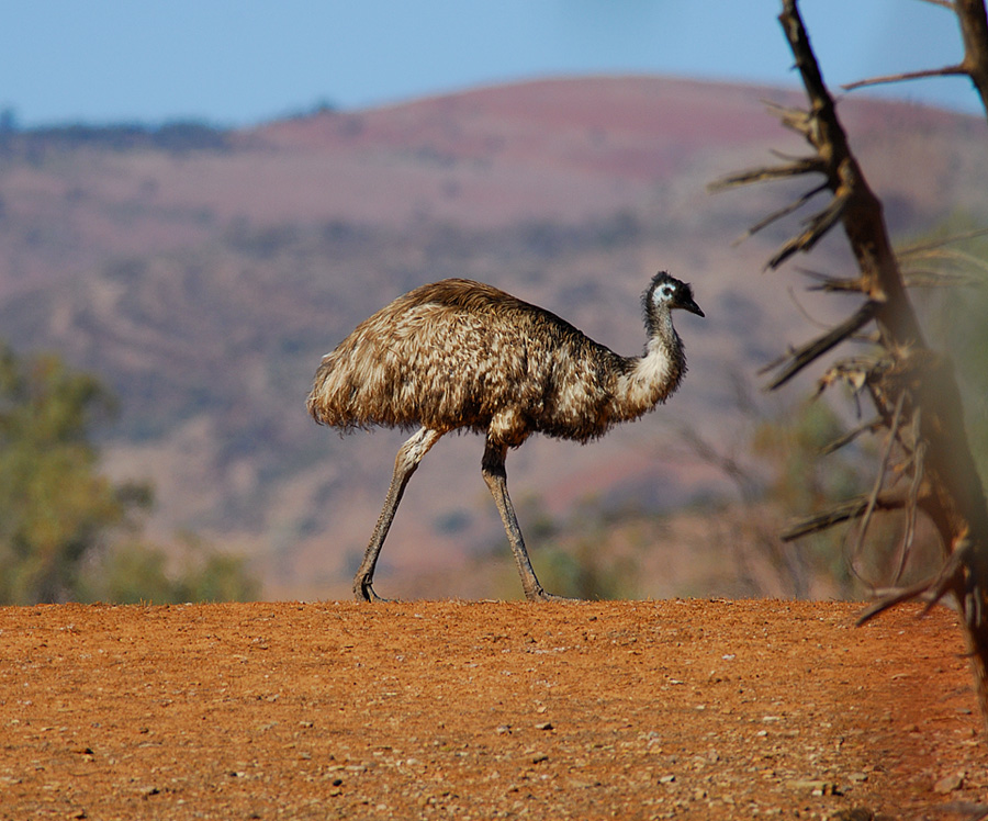 Emu