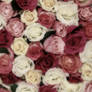 Delicate Rose Custom Box Background