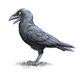 Friendly Crow