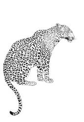 leopard