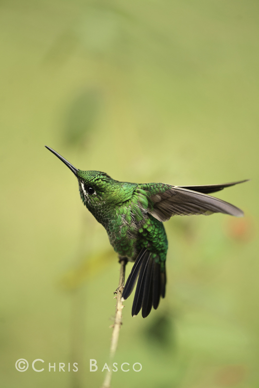 Green-crowned Brilliant