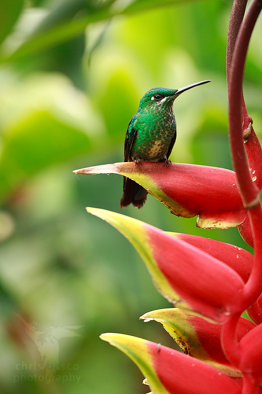 Another Green-crowned Brilliant