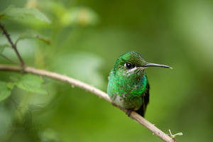 Green-crowned brilliant 4