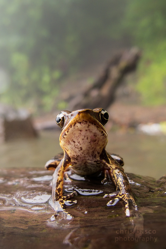 Forest Frog I