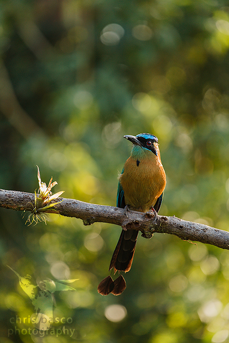 Blue-crowned Motmot