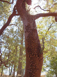 Manzanita - 1 bark and bits