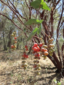 Beautius Berry