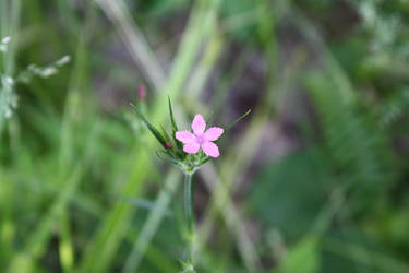 Plants of Connecticut - Pinks