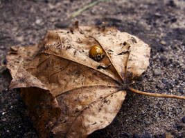 Golden Autumn