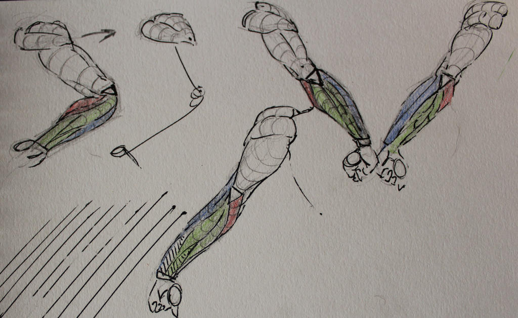 Forearm #2 by CyantoArt on DeviantArt