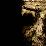 Decay