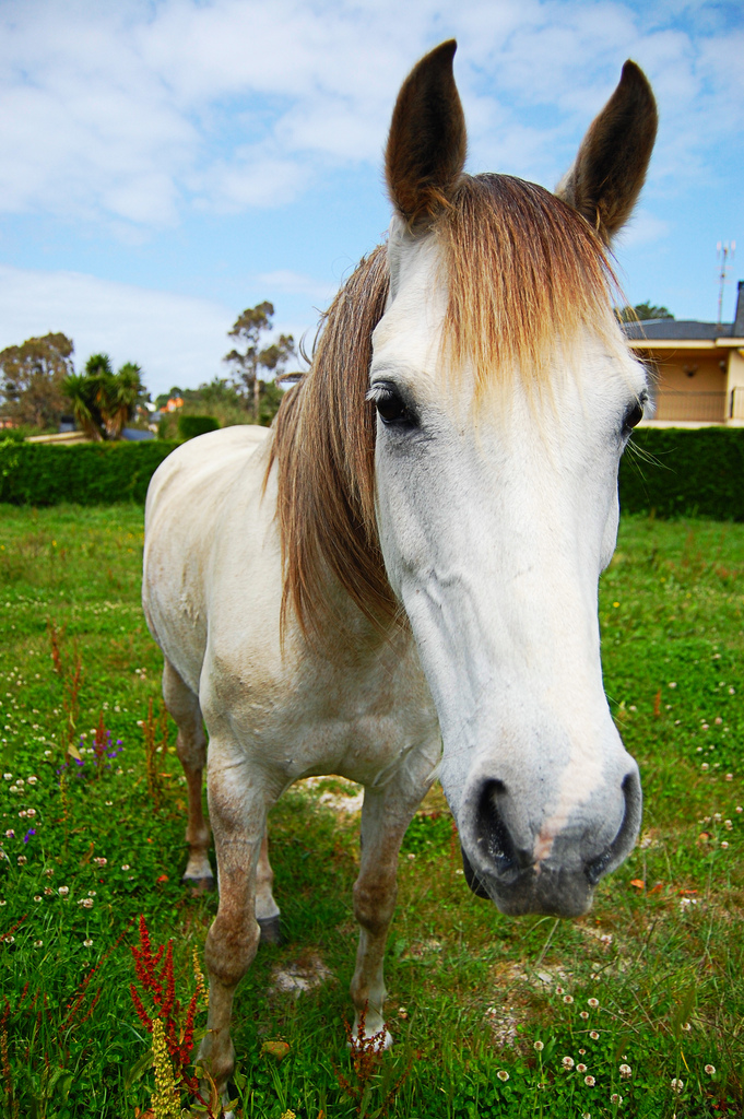 Caballito