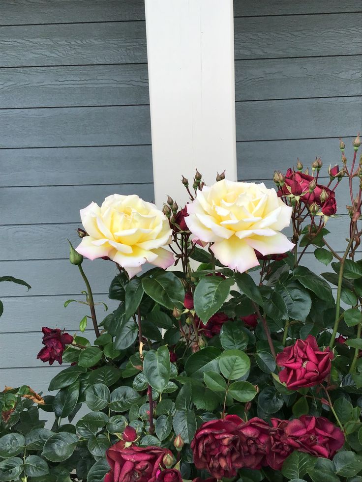 Full Bloom Sunshine