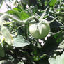 A baby tomato.