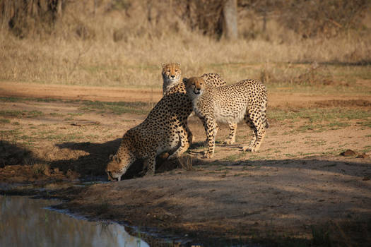 Cheetah Female with two grown cubs 003