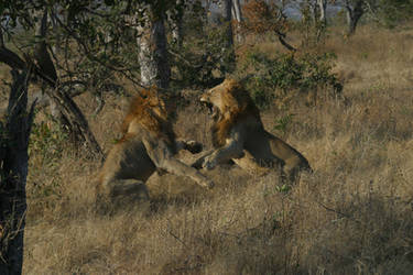 Two Male Lions fighting over a female 015