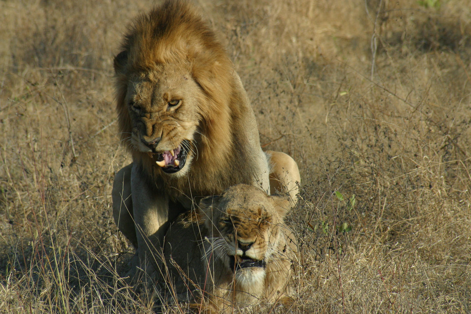 Two Male Lions fighting over a female 003 by Elishapira on DeviantArt