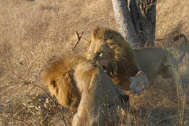 The Fight #15, South Africa, Summer 2006