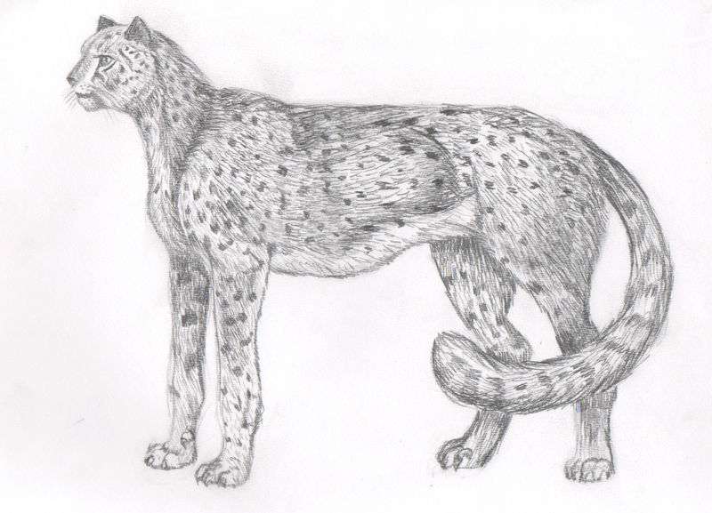 How the Cheetah Got Its Spots by Kyvimari on DeviantArt