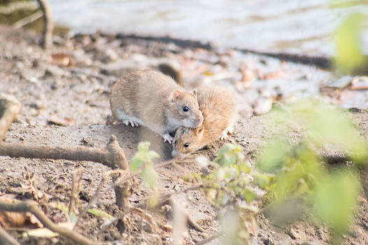 Ratty Couple