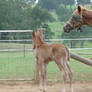 Mare and Foal 09