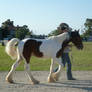 Stallion Parade II