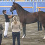 Warmblood Stallion I