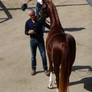Warmblood Stallion II I
