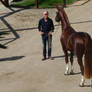 Warmblood Stallion II II