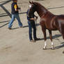 Warmblood Stallion II III