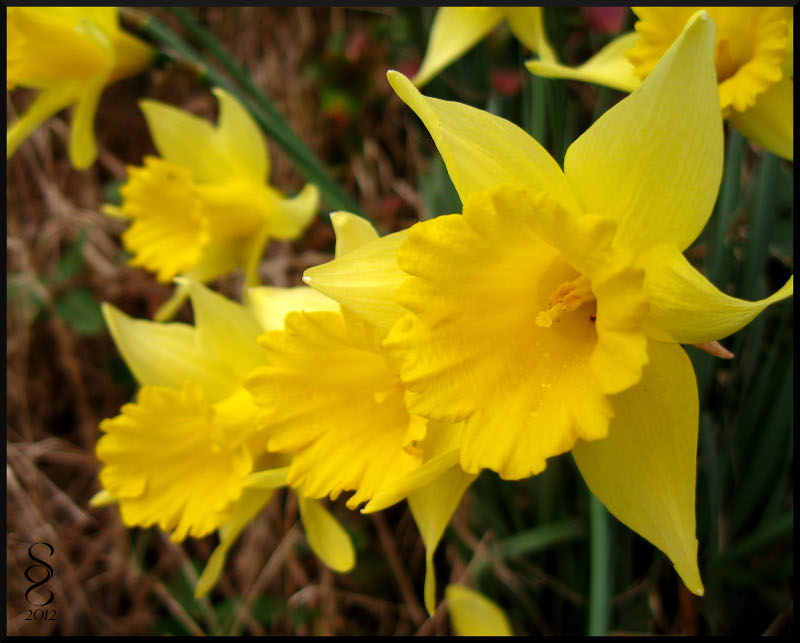 Spring Chorus