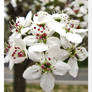 Opened Pear Blossoms