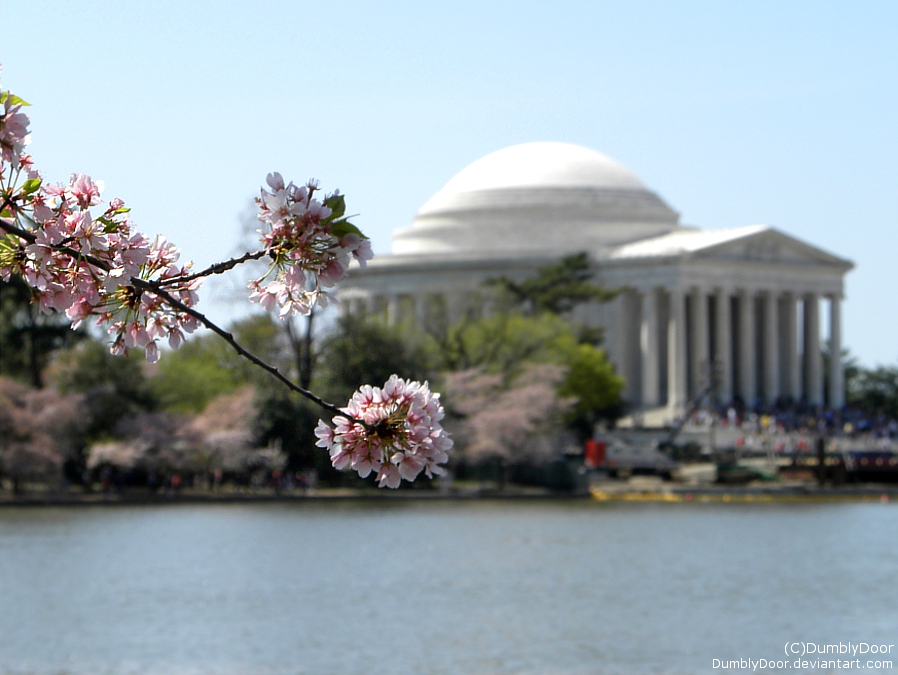 Cherry Blossoms Along the Way