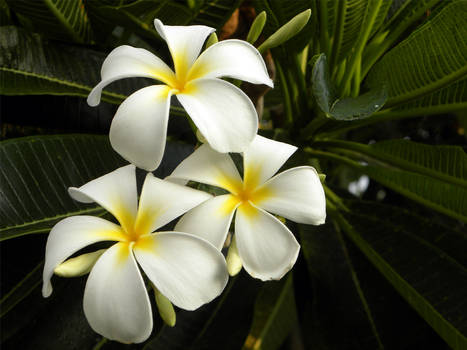 White Plumerias