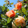 Sunlit Blooms