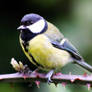 great tit