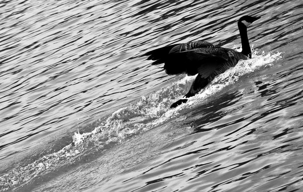 Full Speed Ahead By Philbertk On DeviantArt