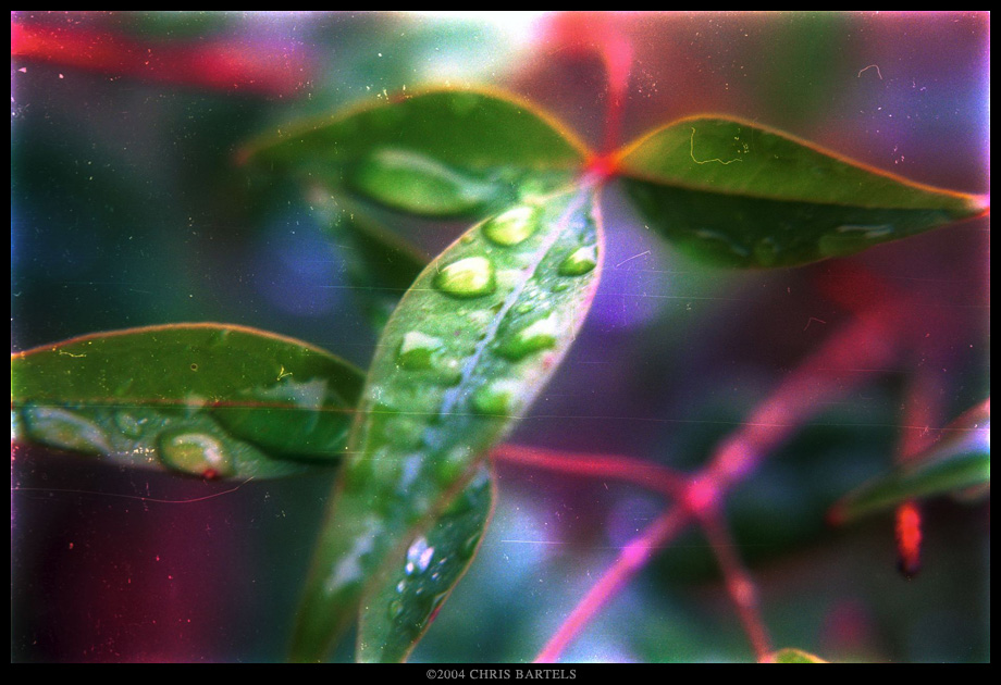 Wet leaves