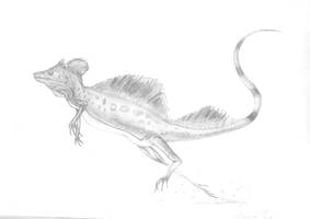 Pencil Drawing Of Lizzard