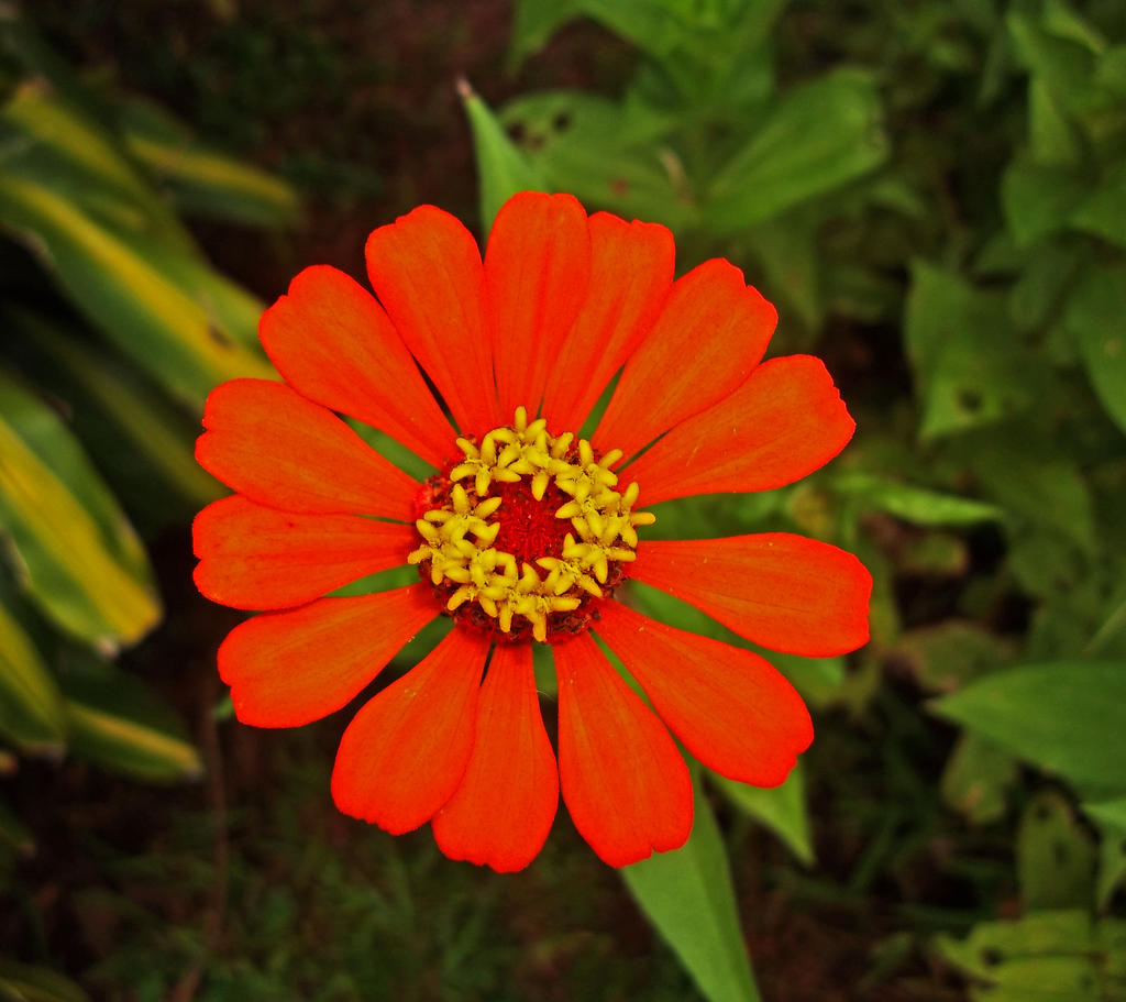 Flor Teresita Flower By