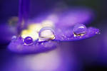 drops in purple. by gloeckchen