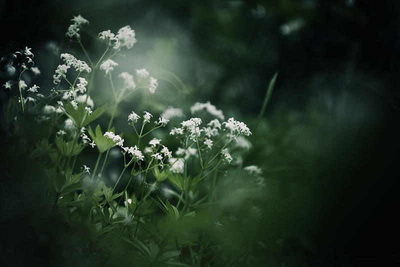 the flowers - wallpaper. by gloeckchen