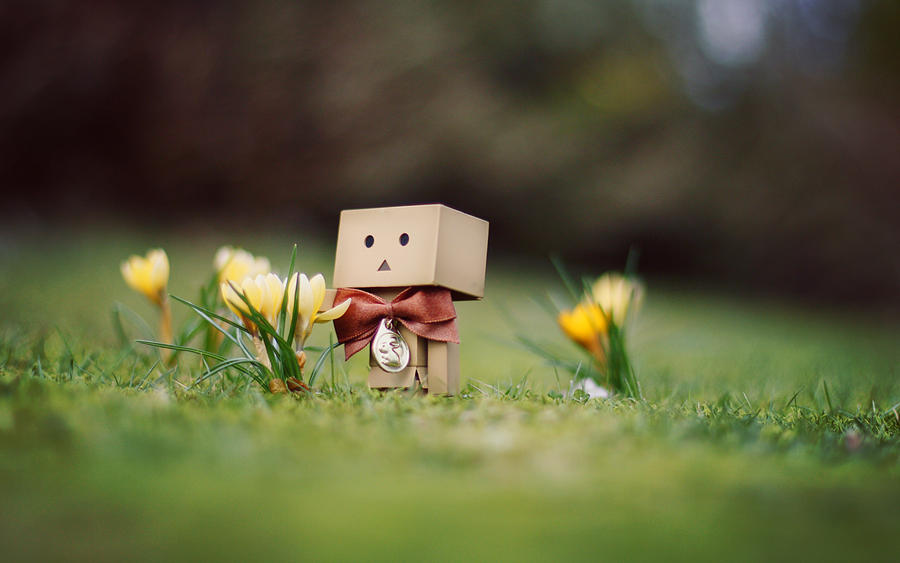 Danbo March Wallpaper.