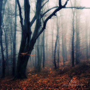 Sleepy Hollow by markborbely Sleepy Hollow by markborbely
