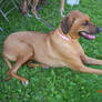 rhodesian ridgeback