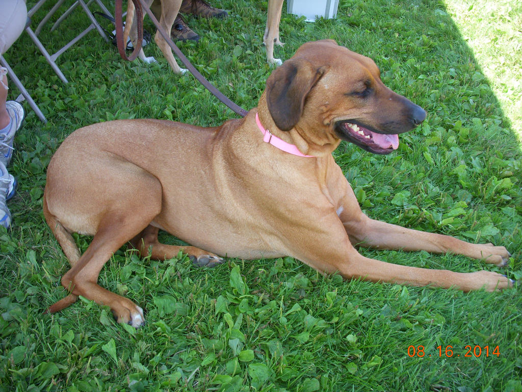 rhodesian ridgeback by RyanMichaelis on DeviantArt