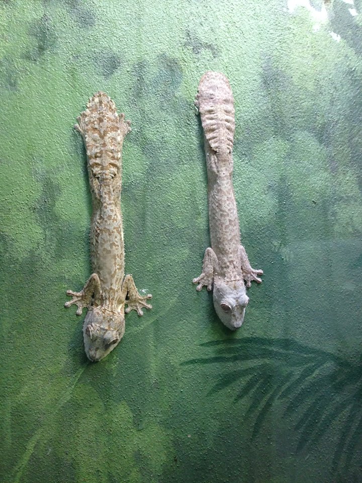 Geckos